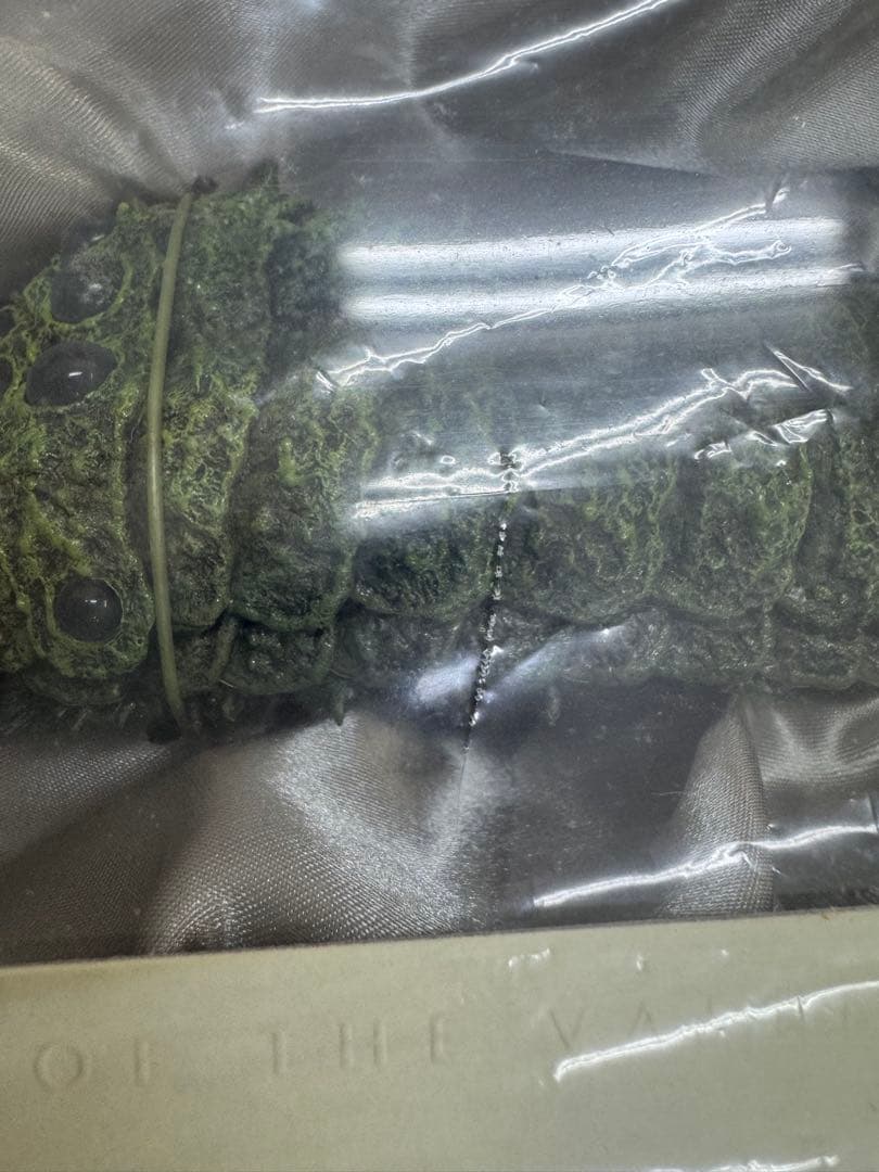 風の谷のナウシカ DVDコレクターズボックス