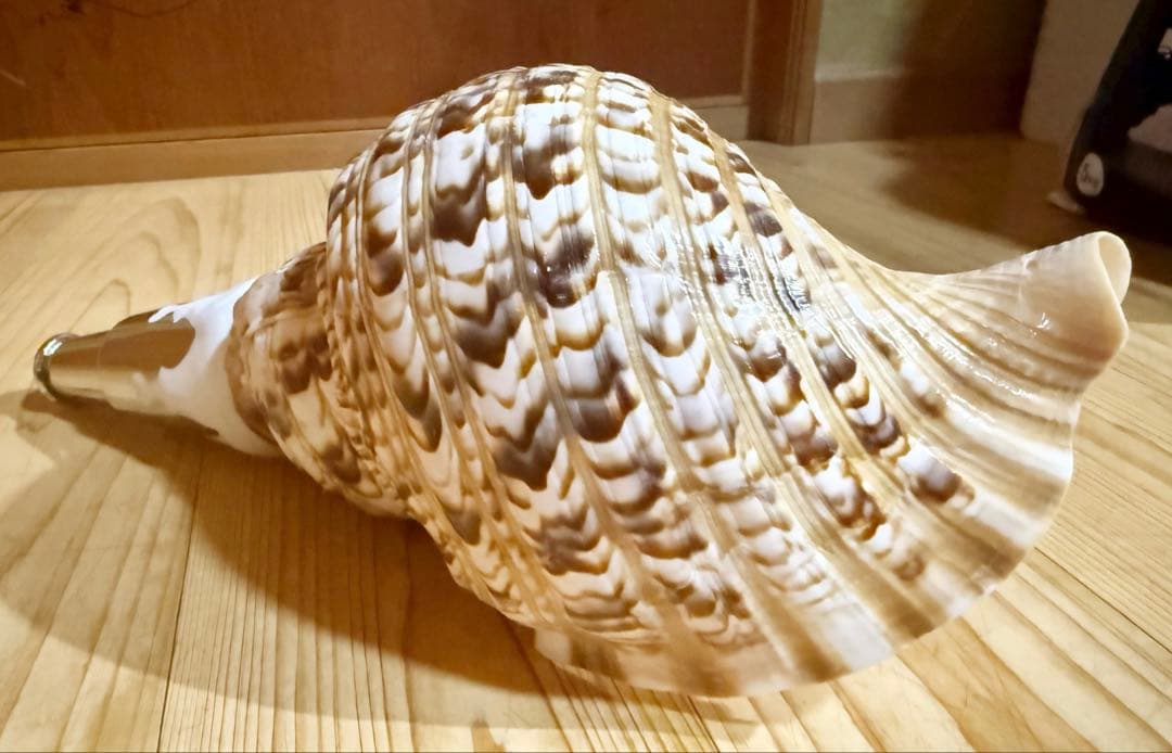 コンパクト修験道法螺貝　山伏　密教　魔除け　熊よけ❣️ホラガイ　ほら貝