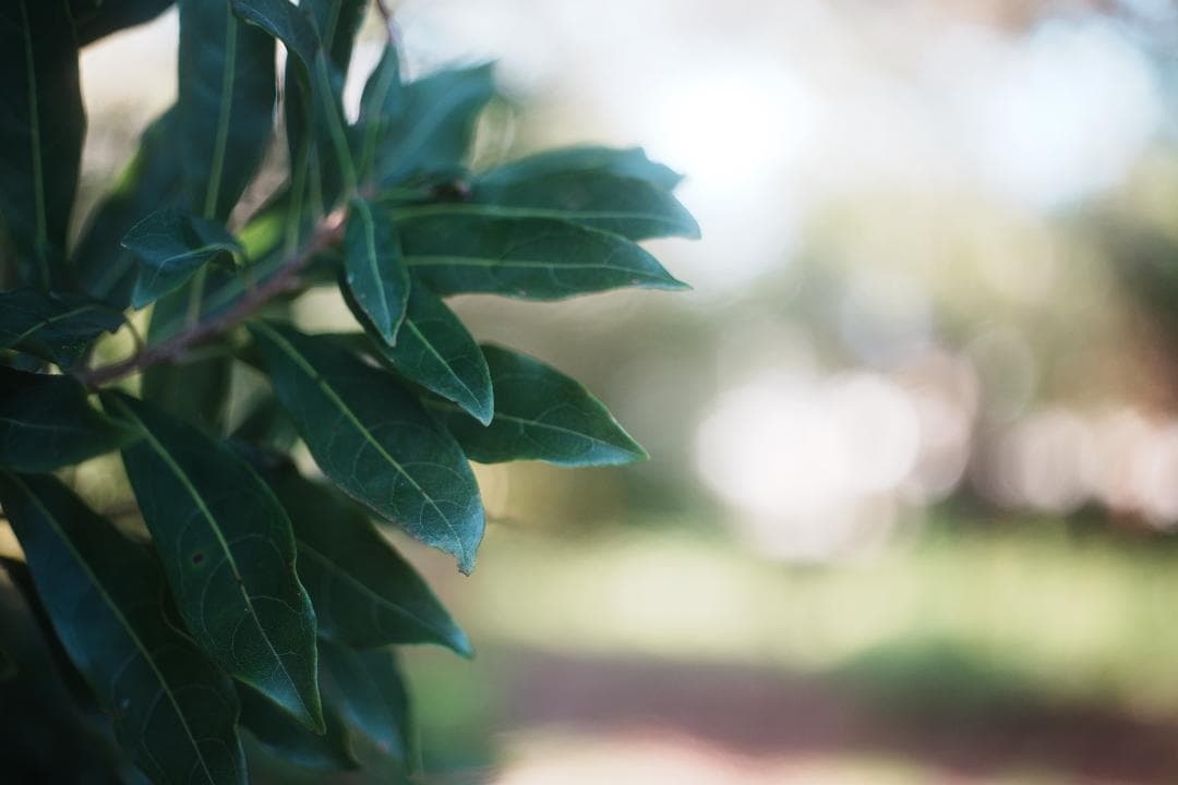 【この値段でライカ級】富岡光学製 XR RIKENON 50mm F2 481