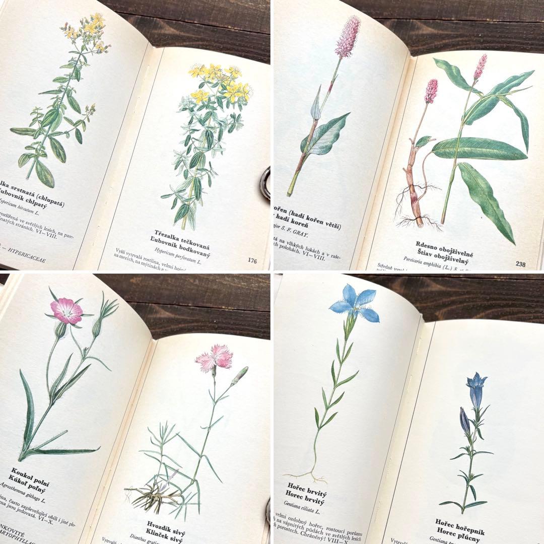 [698種類の植物画]チェコの古い植物図鑑2冊セット(1980年)/植物画/