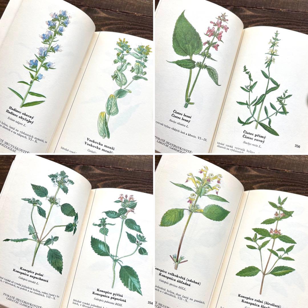 [698種類の植物画]チェコの古い植物図鑑2冊セット(1980年)/植物画/
