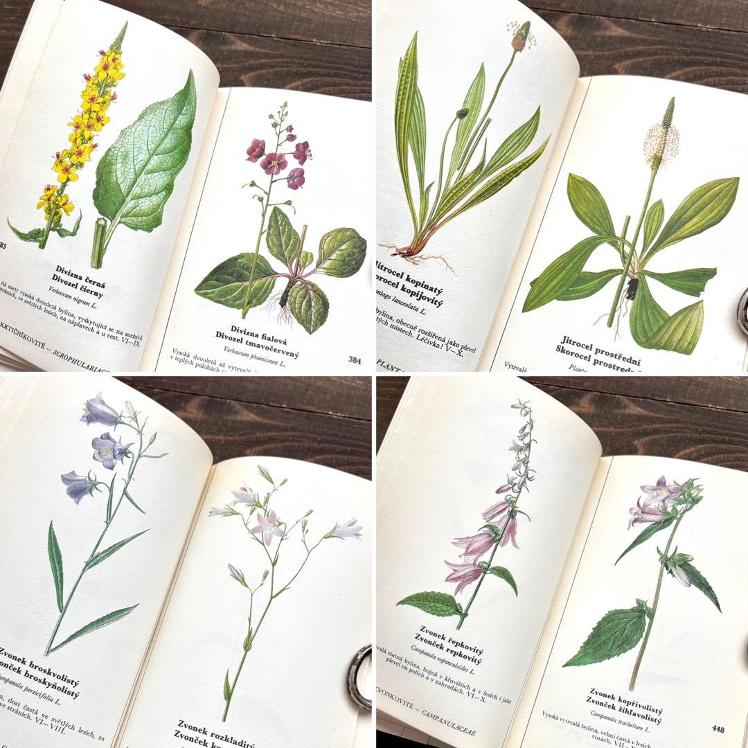 [698種類の植物画]チェコの古い植物図鑑2冊セット(1980年)/植物画/
