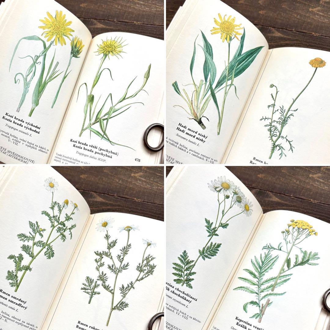 [698種類の植物画]チェコの古い植物図鑑2冊セット(1980年)/植物画/