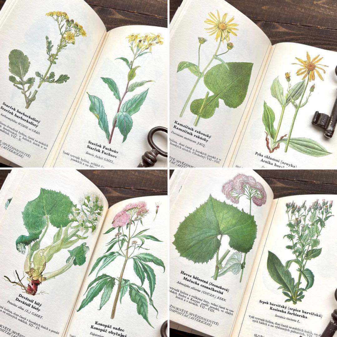 [698種類の植物画]チェコの古い植物図鑑2冊セット(1980年)/植物画/