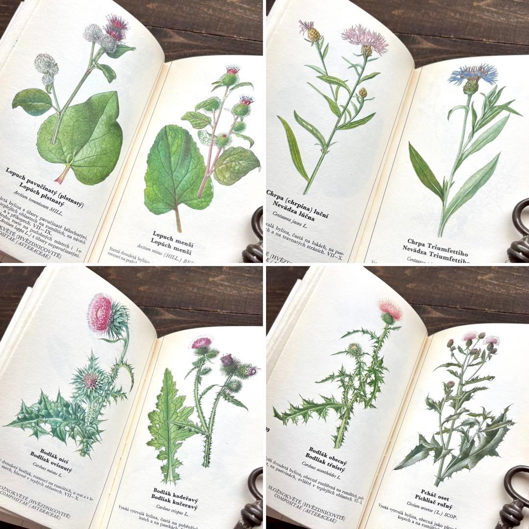[698種類の植物画]チェコの古い植物図鑑2冊セット(1980年)/植物画/