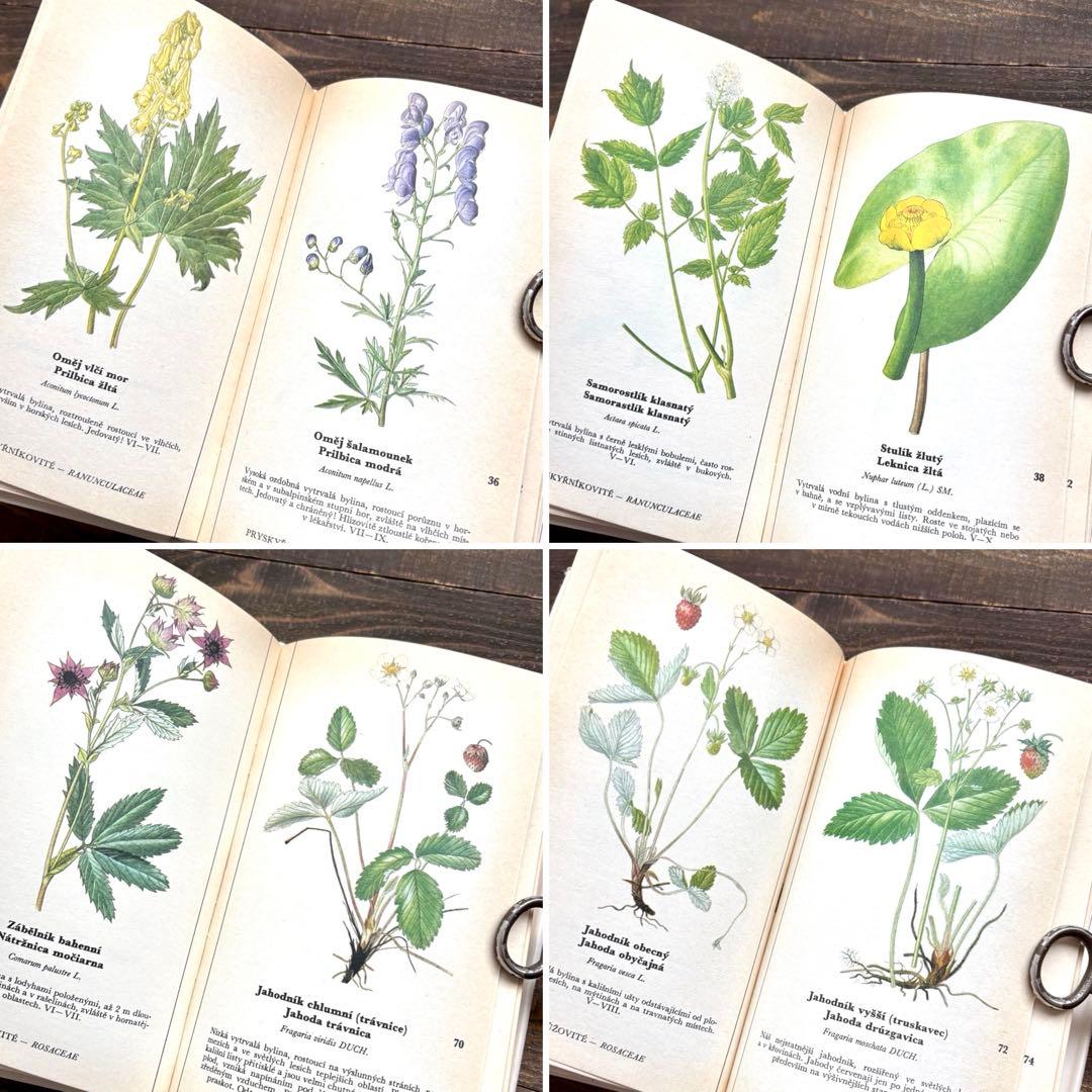 [698種類の植物画]チェコの古い植物図鑑2冊セット(1980年)/植物画/