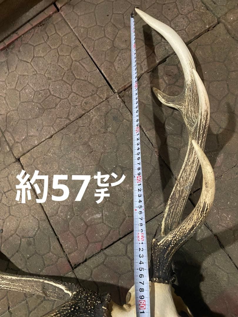 ム*☆様 蝦夷鹿hunting trophy（deer skull）