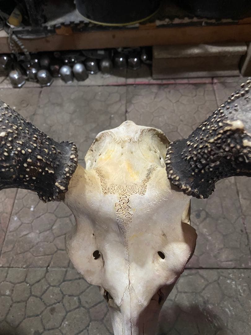 ム*☆様 蝦夷鹿hunting trophy（deer skull）