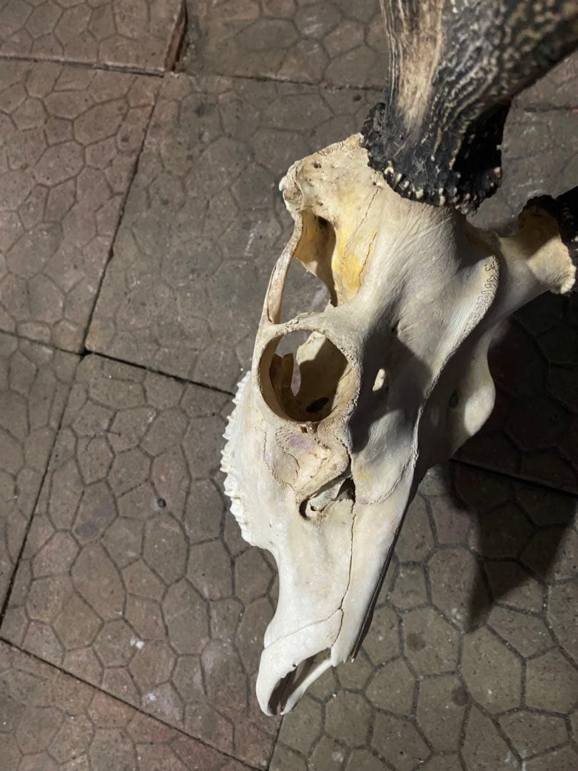 ム*☆様 蝦夷鹿hunting trophy（deer skull）