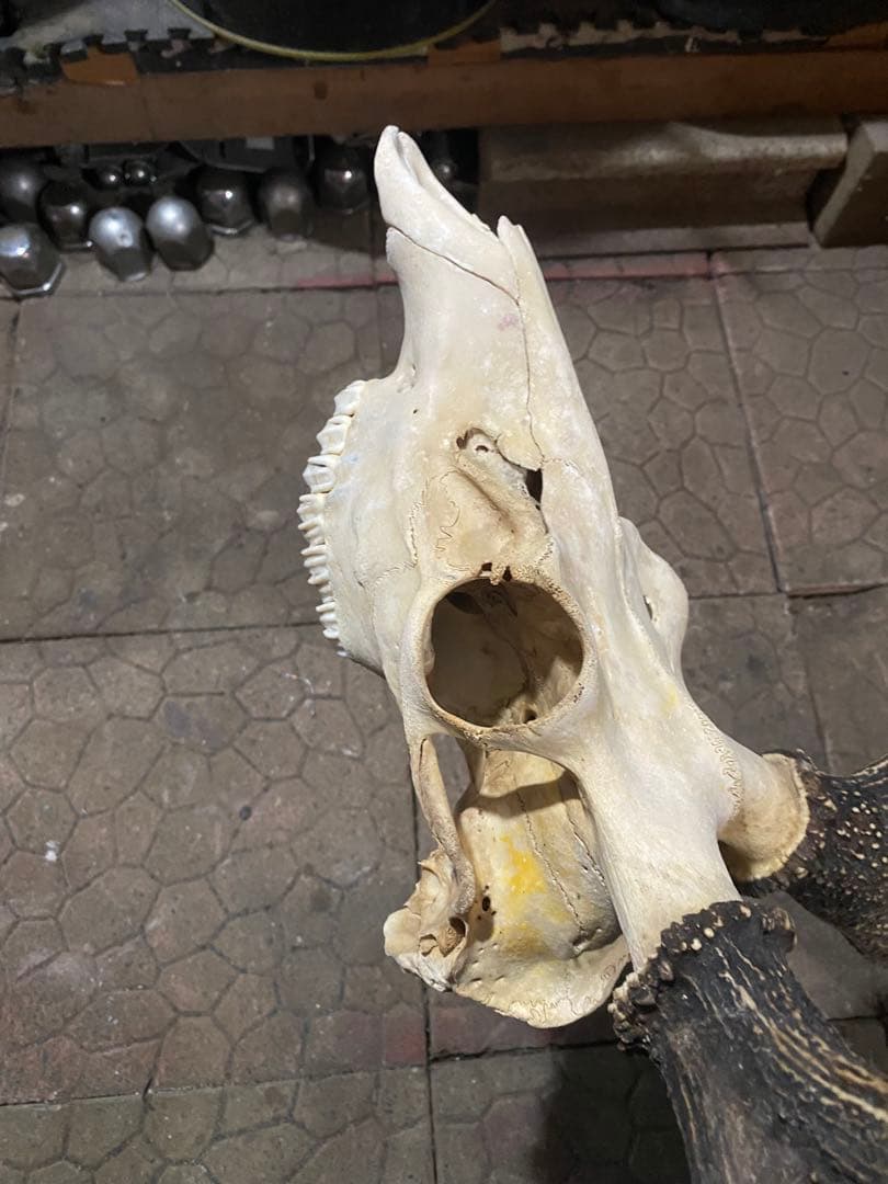 ム*☆様 蝦夷鹿hunting trophy（deer skull）
