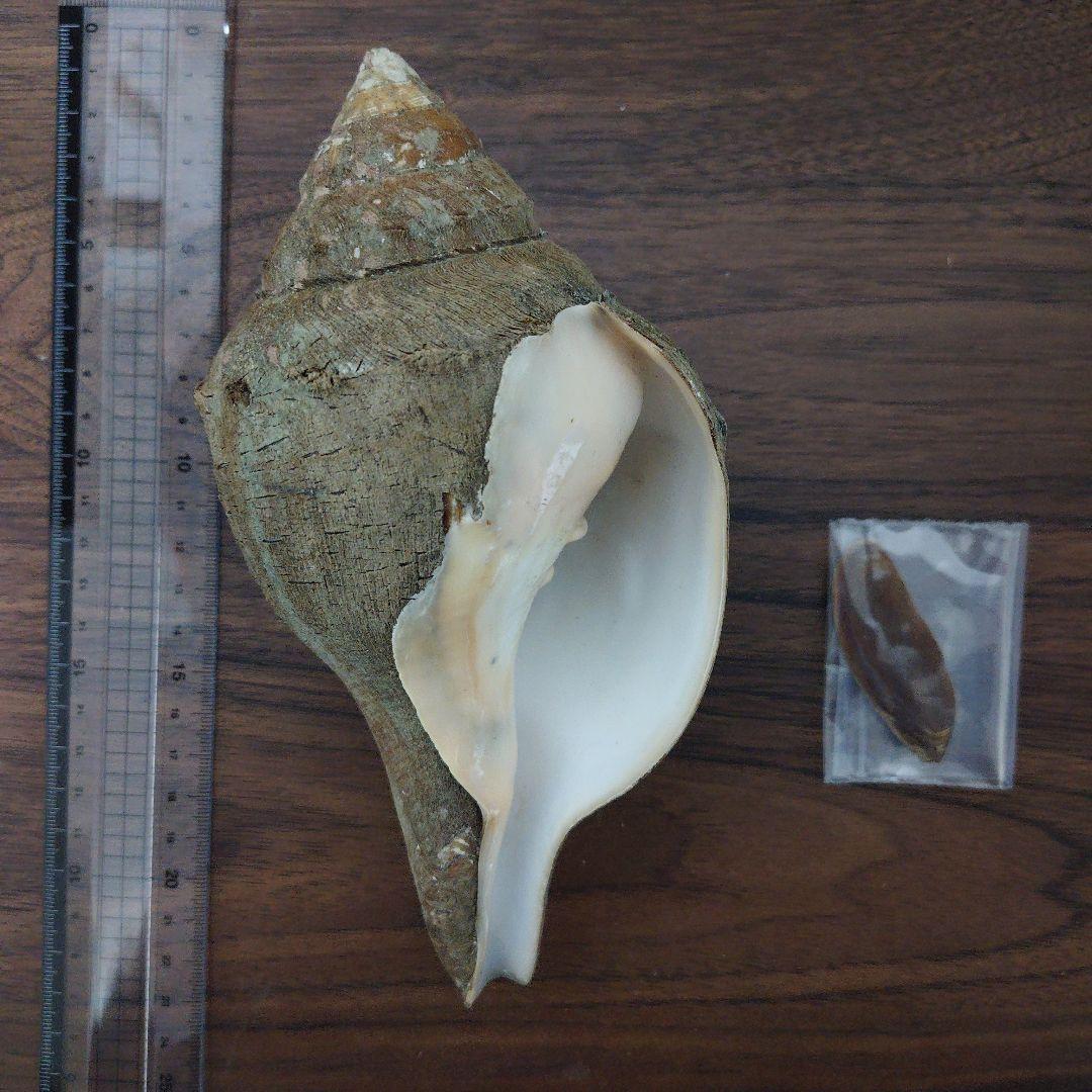 クチベニシャンクガイ　大個体　貝殻　標本