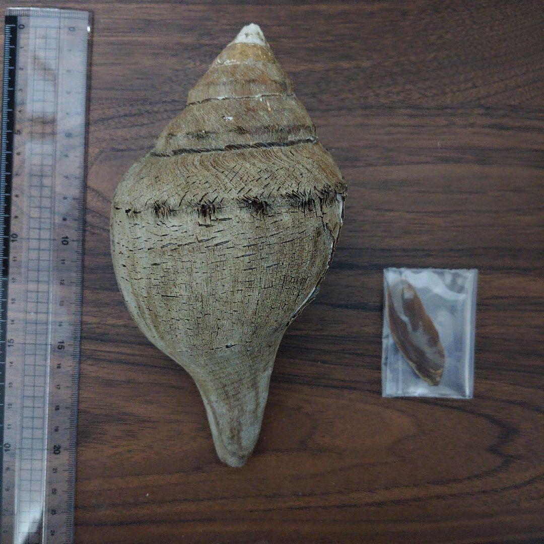 クチベニシャンクガイ　大個体　貝殻　標本