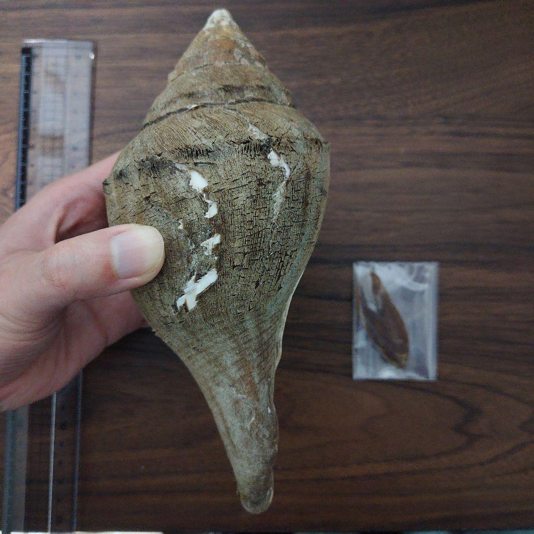 クチベニシャンクガイ　大個体　貝殻　標本