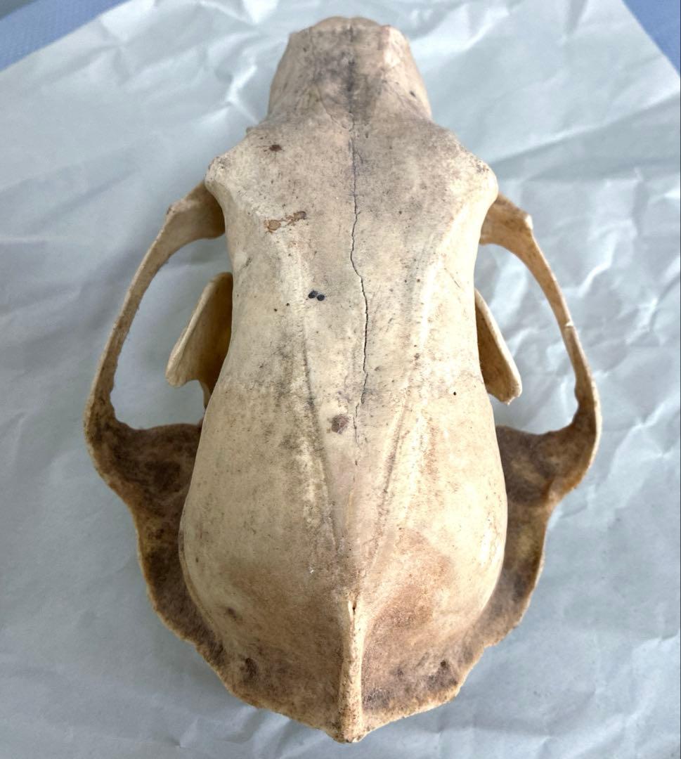 ツキノワグマ　頭骨　頭蓋骨　標本　置物