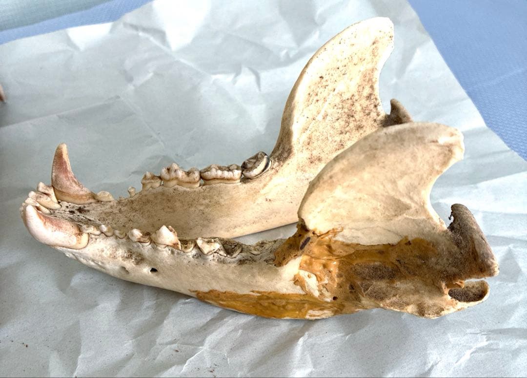 ツキノワグマ　頭骨　頭蓋骨　標本　置物