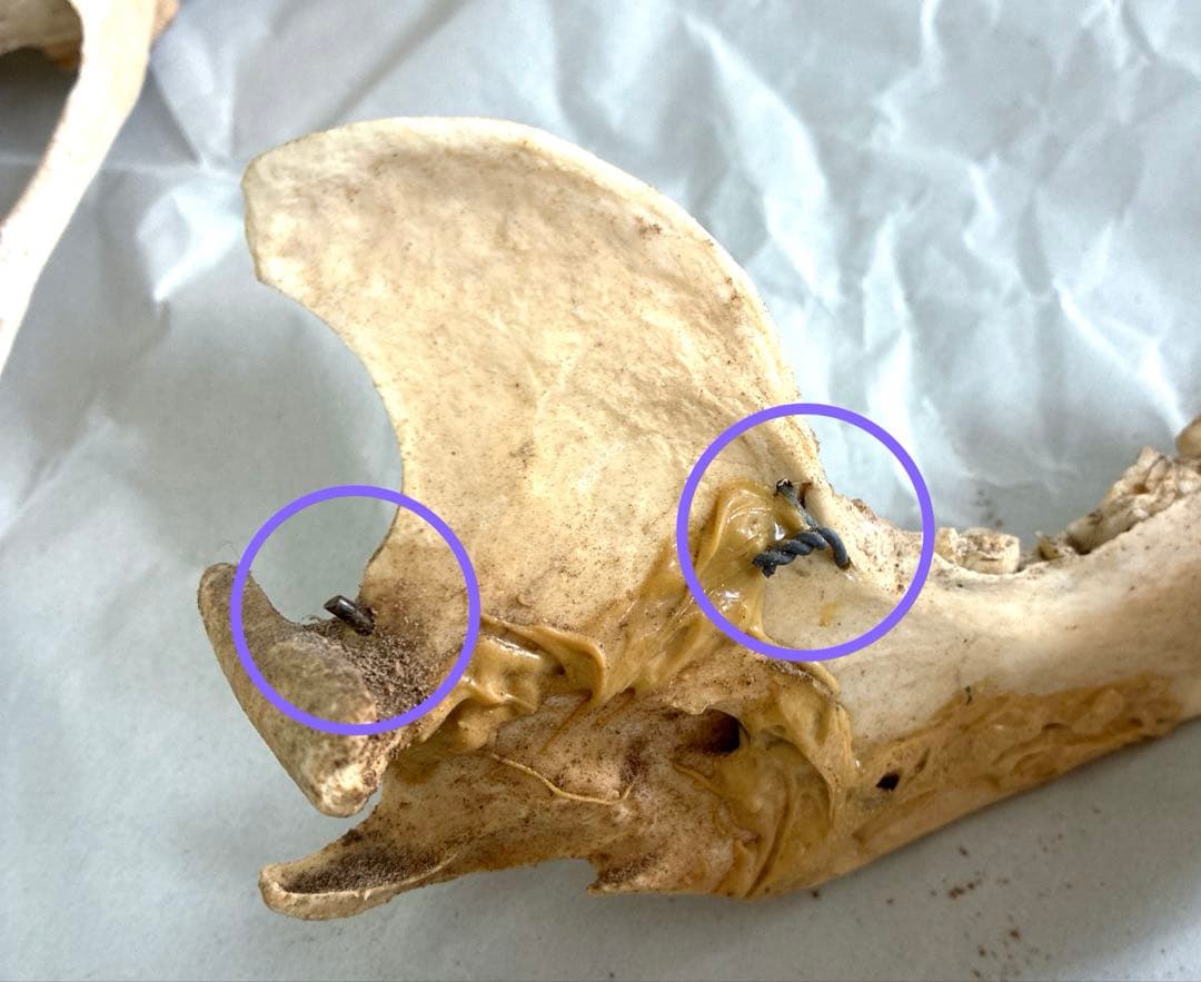 ツキノワグマ　頭骨　頭蓋骨　標本　置物