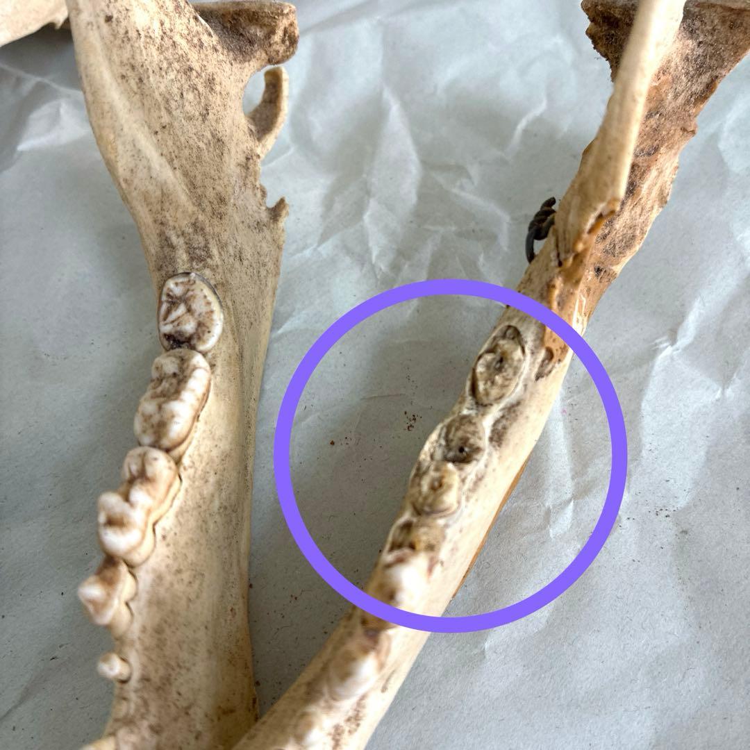 ツキノワグマ　頭骨　頭蓋骨　標本　置物