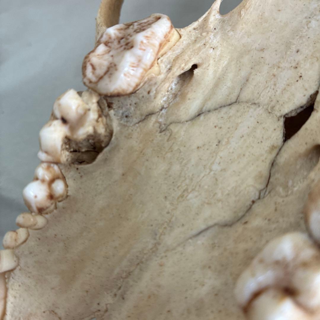 ツキノワグマ　頭骨　頭蓋骨　標本　置物