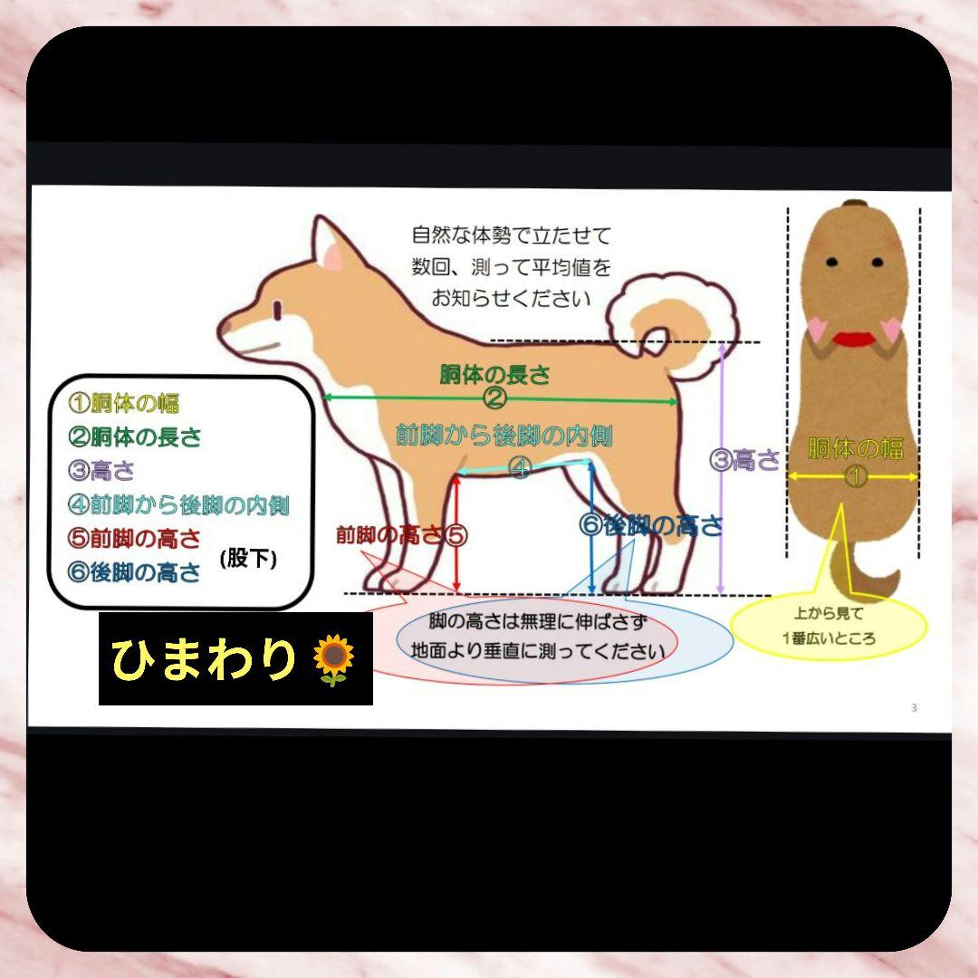 コロ　パピヨン4輪　リハビリ　食事補助　犬用車椅子　介護　犬の歩行器