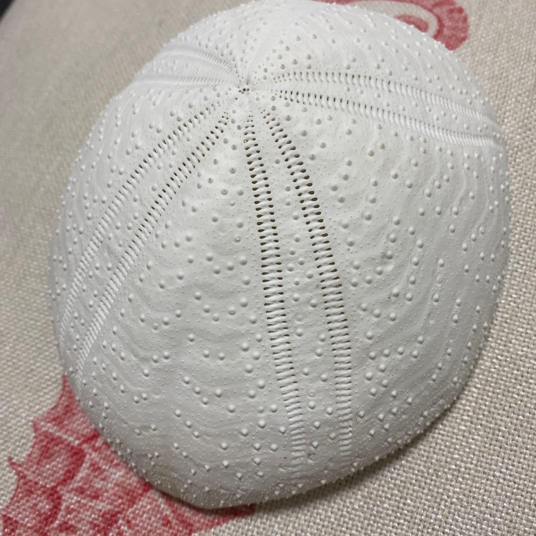 ウルトラブンブクの一種♡ウニ殻♡標本