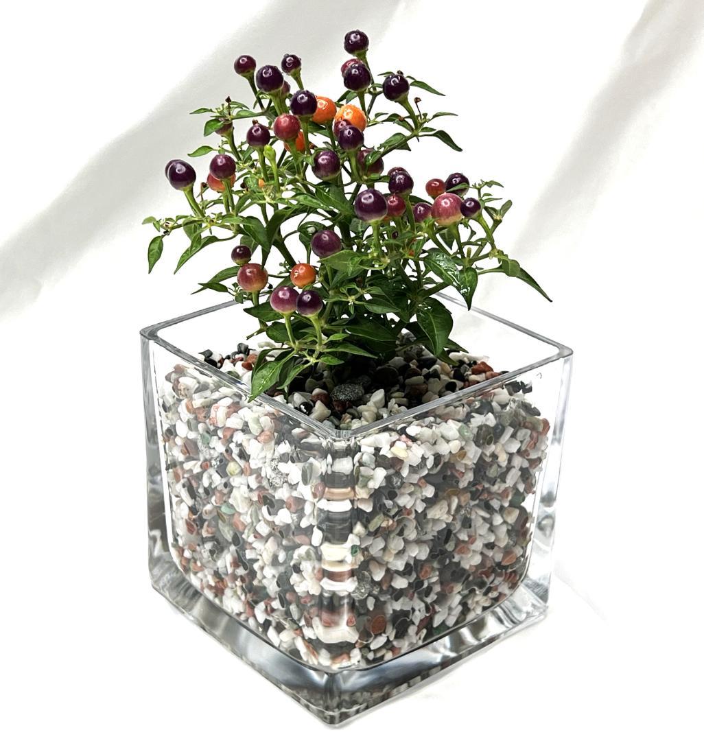 ガラス　花瓶　キューブ　16個　フラワーベース　 ＜日本製＞