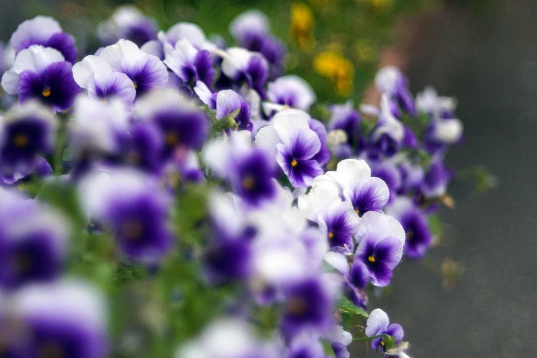 23　未使用　バブルボケレンズ　Diaplan（Pentacon)80mmM42