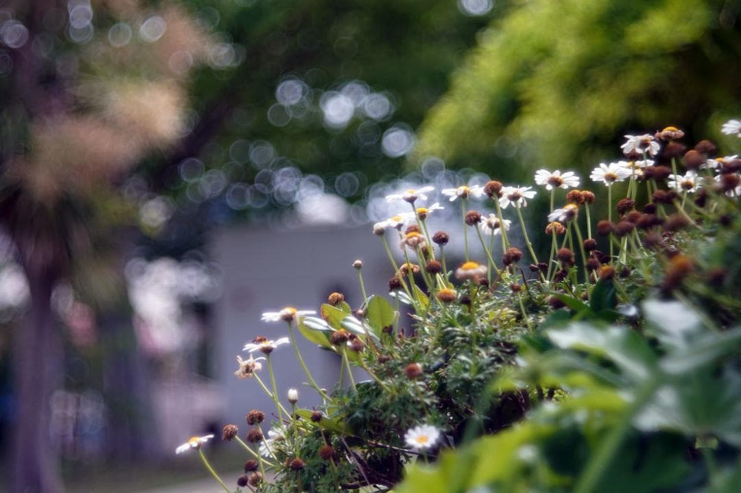 23　未使用　バブルボケレンズ　Diaplan（Pentacon)80mmM42