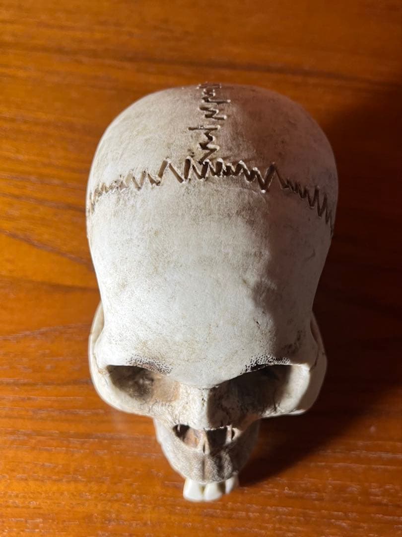 髑髏　骸骨　スカル　野晒し　陶器　昭和　骨董　アンティーク　ビンテージ　中