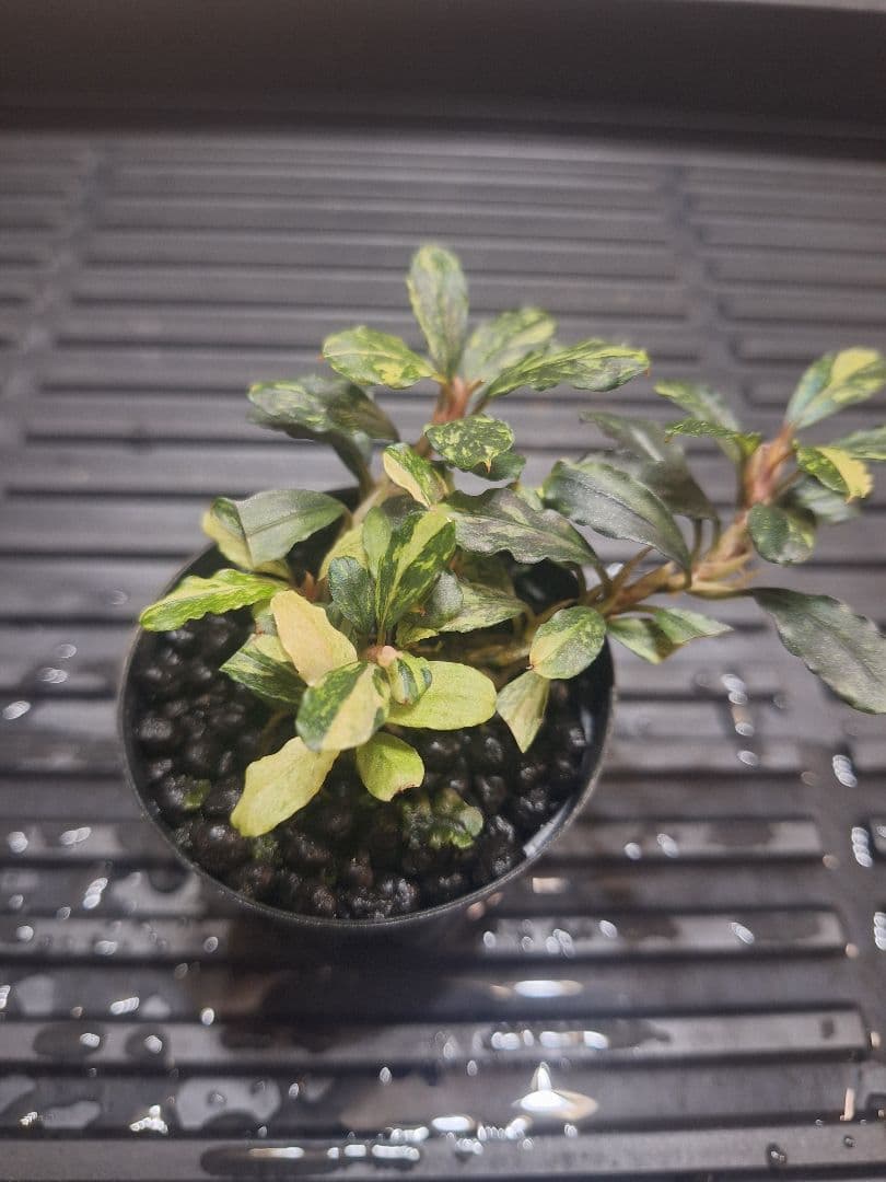 水草 Bucephalandra sp.\"Variegata\"