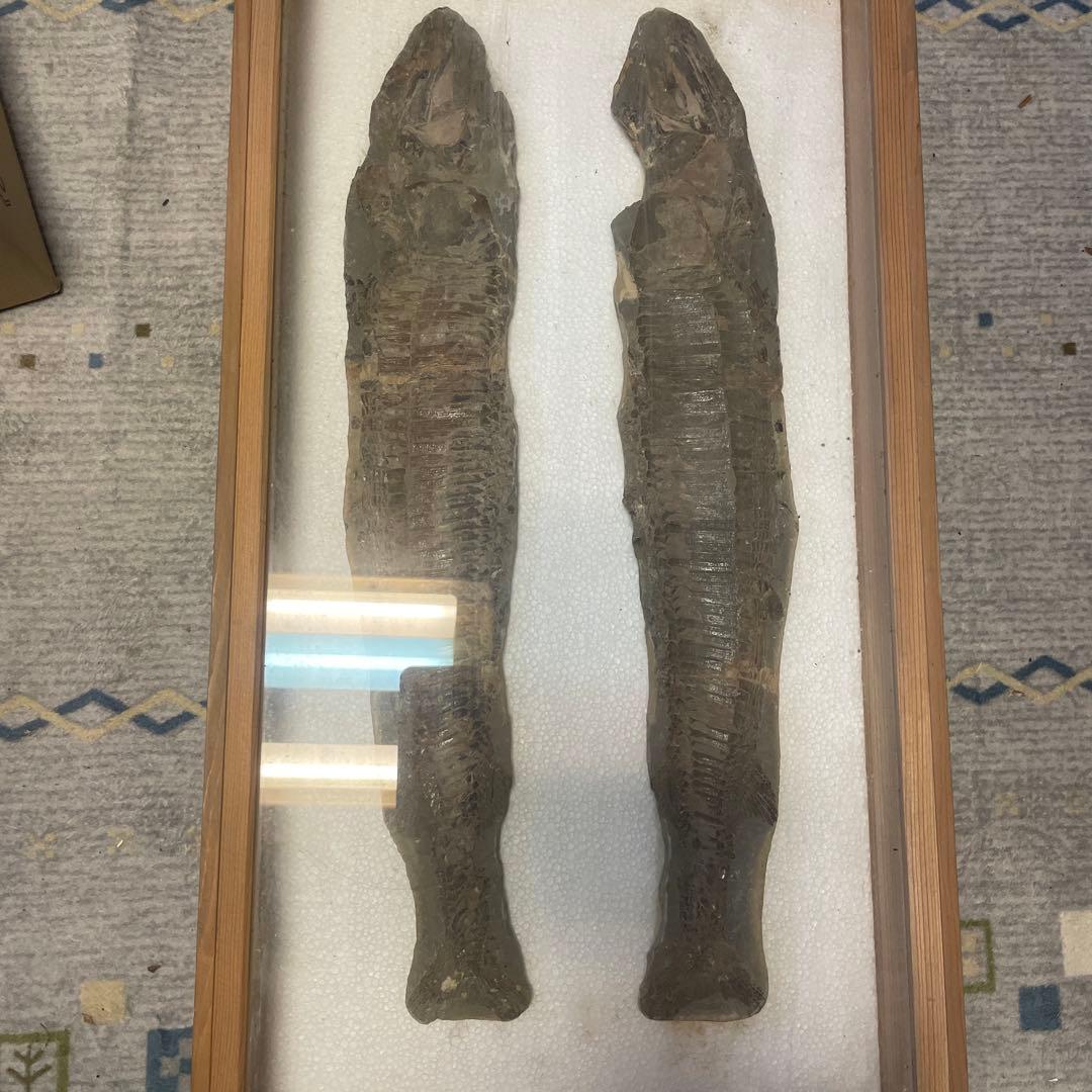 魚の化石です