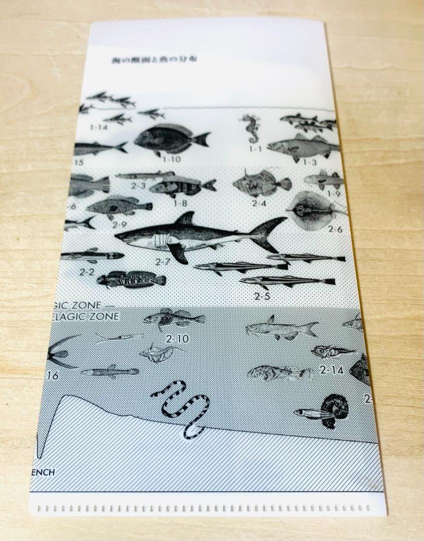 サカナクション アルバム全8枚 ベスト 魚図鑑 懐かしい月 セット 初回盤+特典