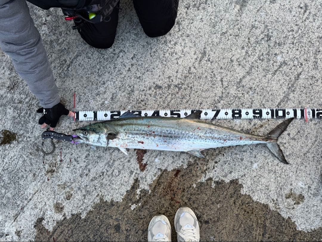 ジャックアイ　マキマキ　マキノミー　18個