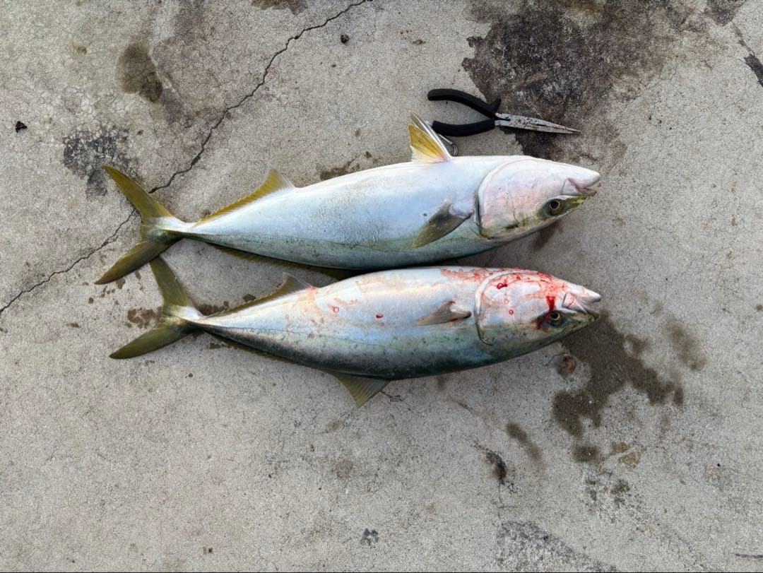 ジャックアイ　マキマキ　マキノミー　18個