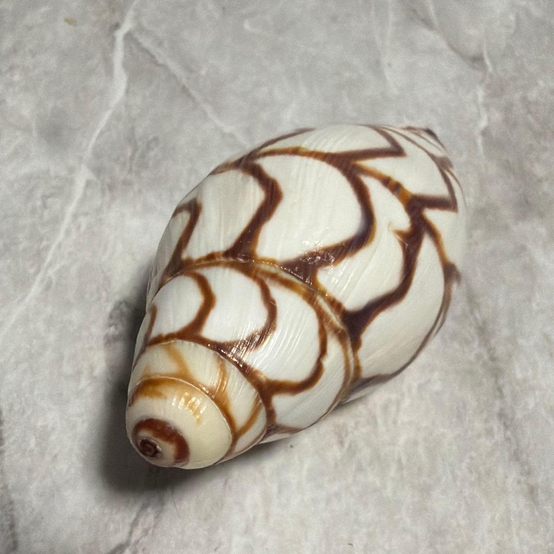 (希少)ブランデーガイ　貝殻　コレクション