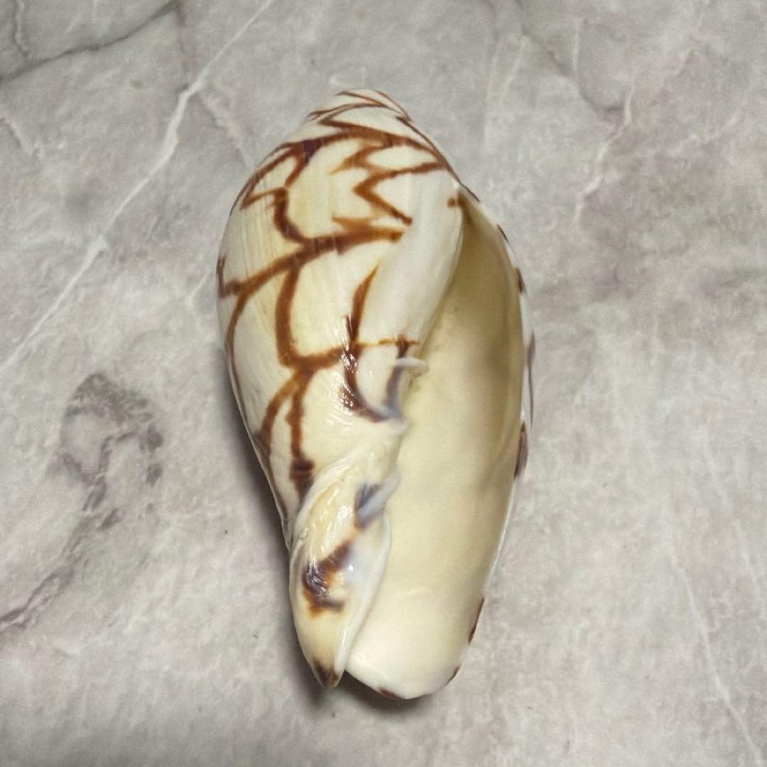 (希少)ブランデーガイ　貝殻　コレクション