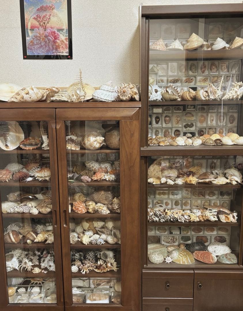 (希少)ブランデーガイ　貝殻　コレクション