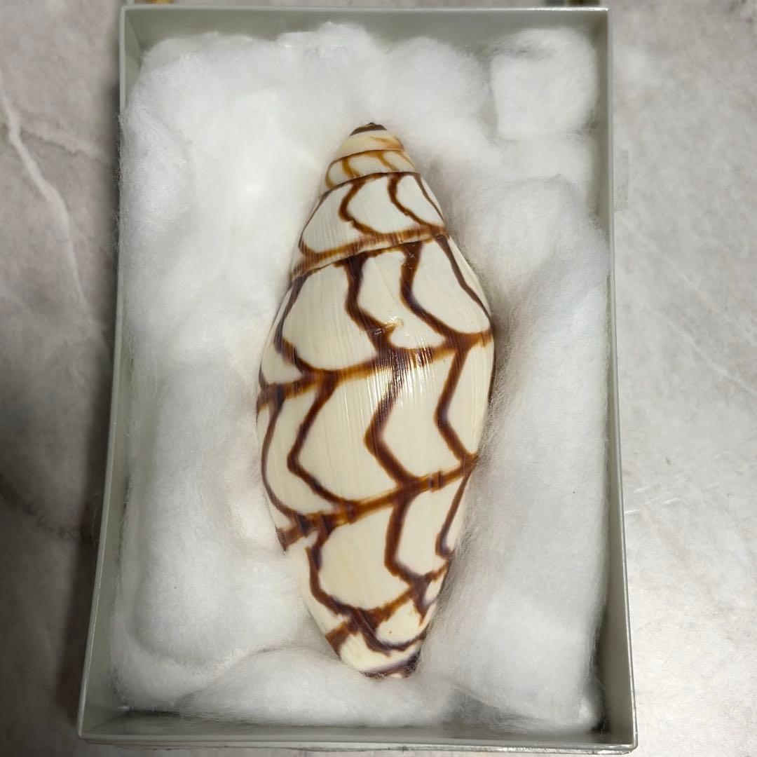 (希少)ブランデーガイ　貝殻　コレクション