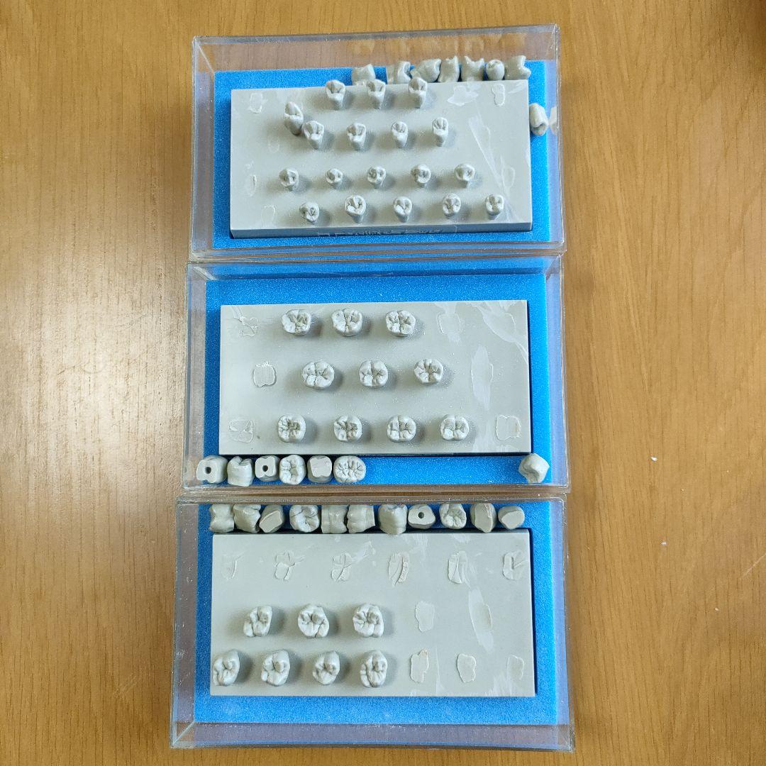 大阪セラミックトレーニングセンター エポキシ歯牙模型　歯科技工　歯型彫刻