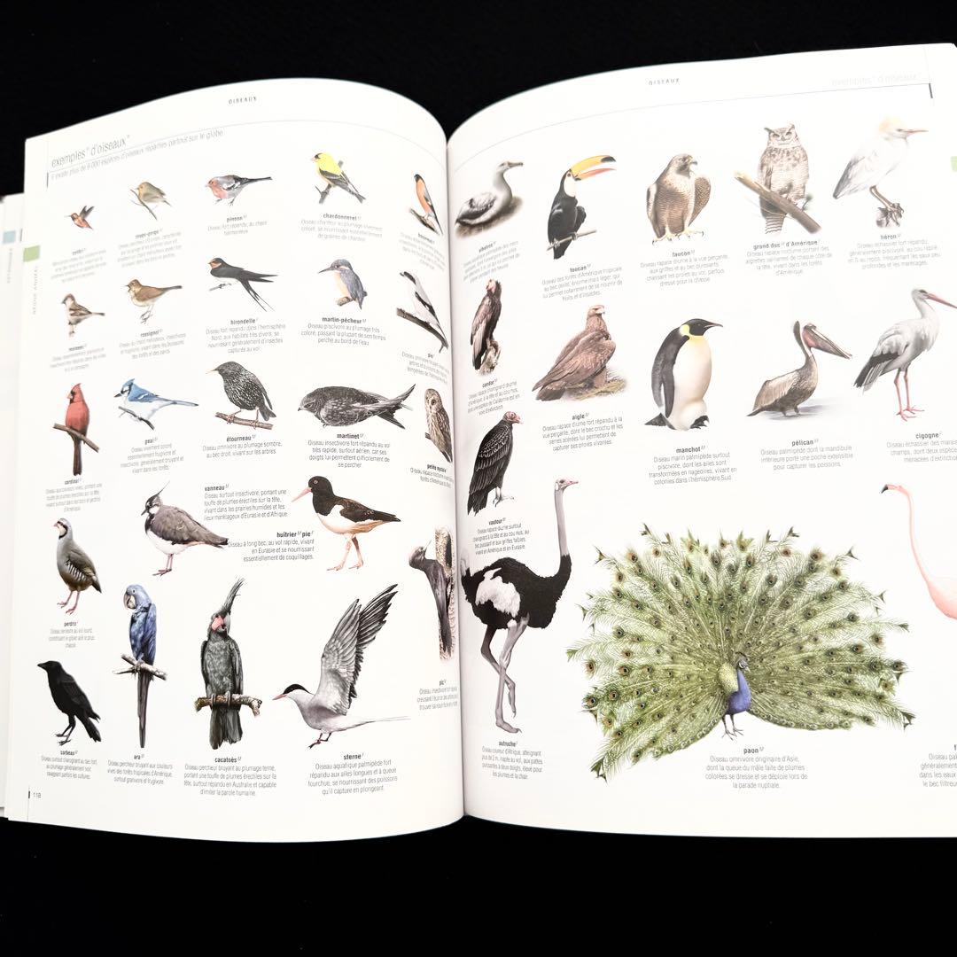 図解 フランス語辞典「Le dictionnaire visuel」 語学教材