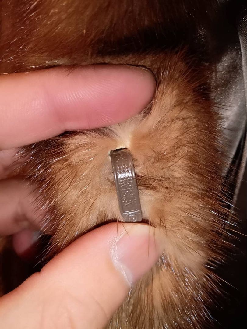 サガミンクコート ブラウン 銀サガ