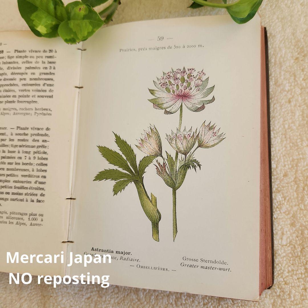 植物図鑑　洋書　ボタニカルアート　フランスアンティーク　　古書　14