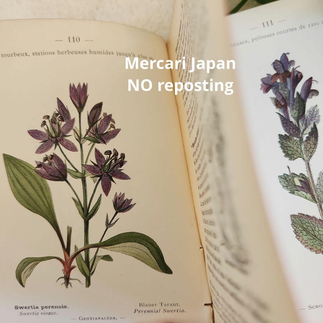 植物図鑑　洋書　ボタニカルアート　フランスアンティーク　　古書　14