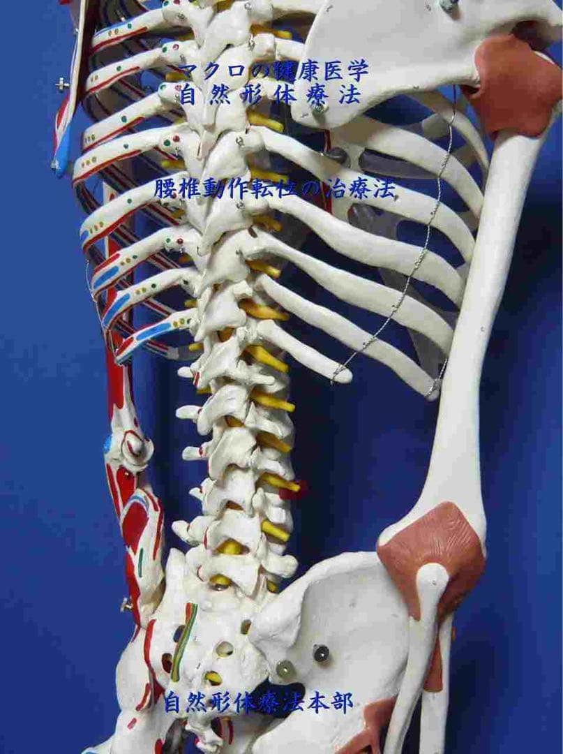自然形体療法 非売品教材