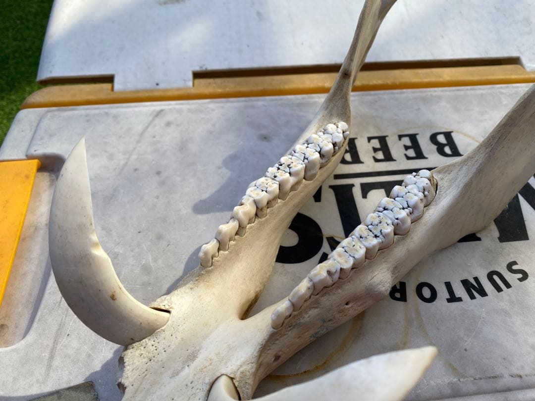 牙がデカい、猪の頭蓋骨。ハンティングトロフィー。