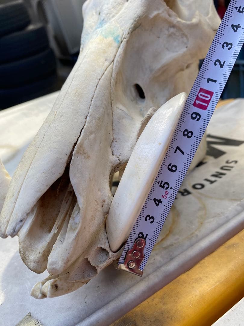 牙がデカい、猪の頭蓋骨。ハンティングトロフィー。