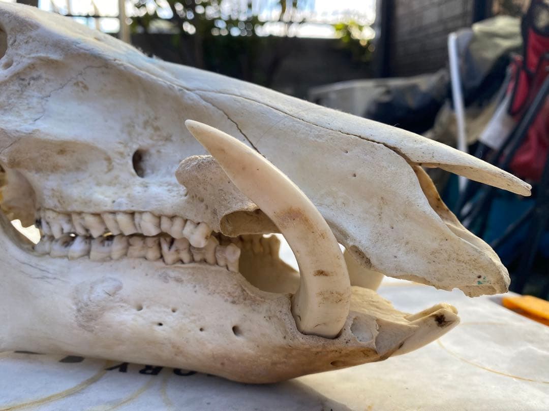 牙がデカい、猪の頭蓋骨。ハンティングトロフィー。