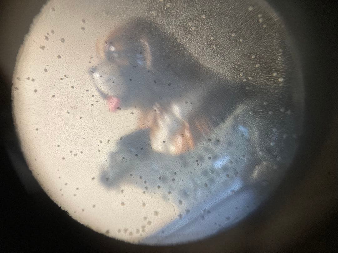 旧日本軍 双眼鏡 KAIKOSHA 偕行社 将校用双眼鏡　当時物　シリアル付き