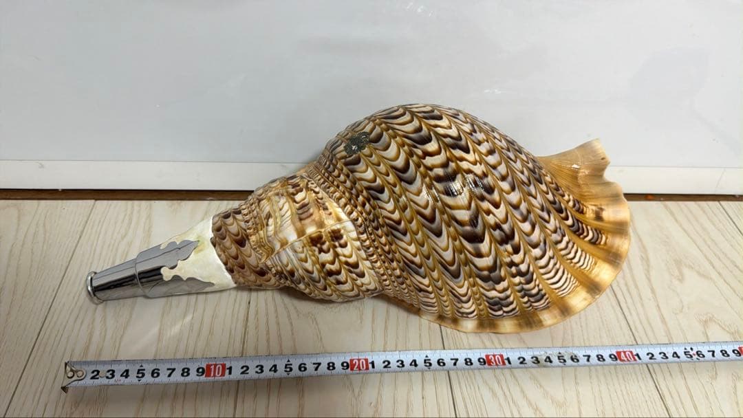 特大 法螺貝 41cm