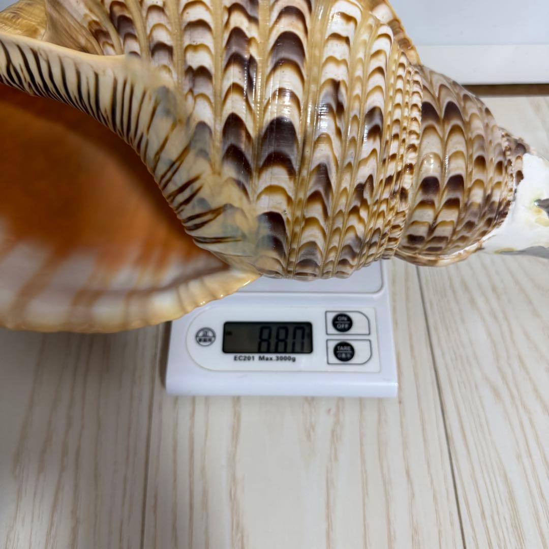 特大 法螺貝 41cm