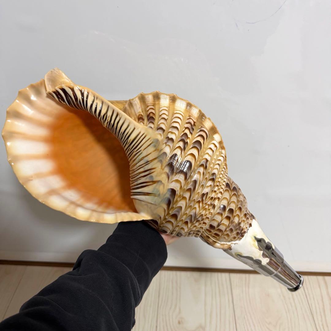 特大 法螺貝 41cm